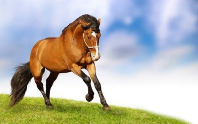 73% OFF on Lovely Horse Photographic Paper