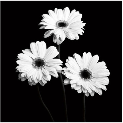 Montage - Gerbera Portrait II Fine Art Print