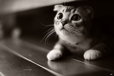 64% OFF on Kitten Photographic Paper 64% OFF on Kitten Photographic Paper