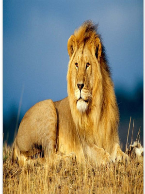 37% OFF on Silent Lion In Jungle Poster (12 x 18 Inches) by Shopkeeda Paper Print
