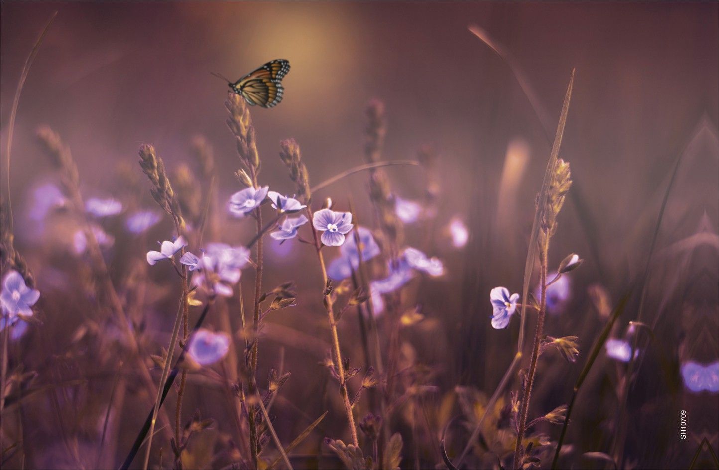 16% OFF on Shopisky Flowers Butterfly Lilac Violet Purple Gardens Paper Print