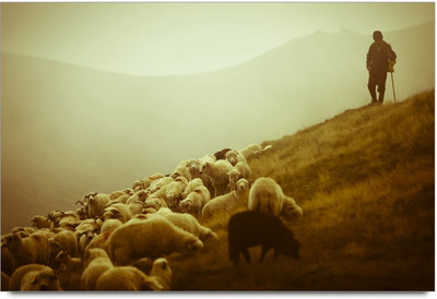 75% OFF on Amy Sheeps Eating Grass While Man Watchin Them 3D Poster