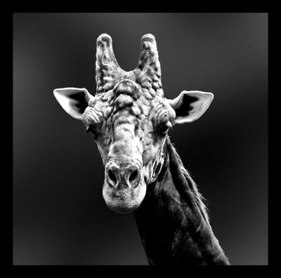 50% OFF on Giraffe 02 Canvas Art