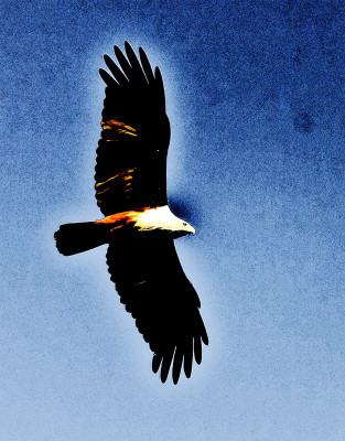 50% OFF on In Flight Canvas Art