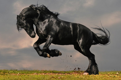 50% OFF on Black Horse Poster Paper Print