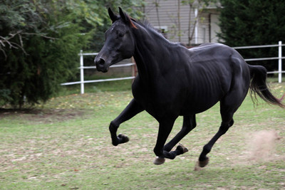 50% OFF on Black Horse Poster Paper Print