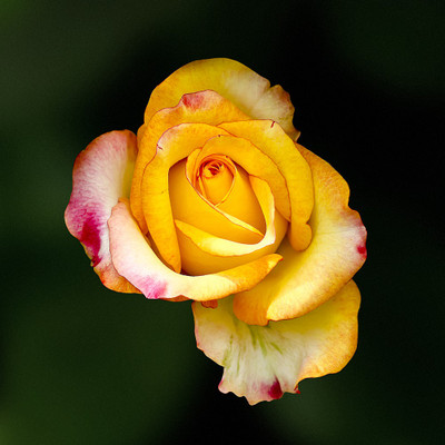 50% OFF on Colourful Flowers 73 Canvas Art