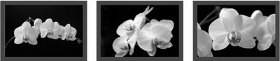 33% OFF on White orchids Fine Prints Fine Art Print 33% OFF on White orchids Fine Prints Fine Art Print