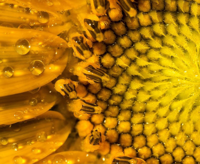 80% OFF on Holicshop Painting Without Frame - Fiower Abstract Canvas Art