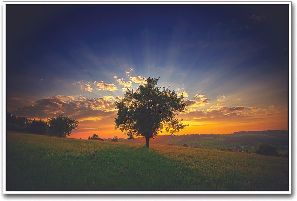 48% OFF on Tree in Green Landscape Paper Print