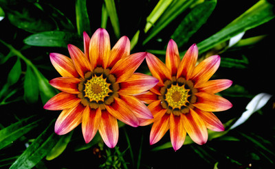 50% OFF on Colourful Flowers 118 Paper Print