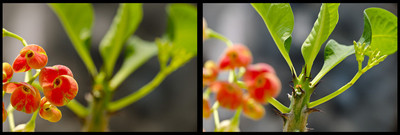 50% OFF on Phool aur Paper Print