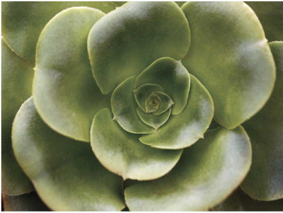 Montage - Echeveria II Fine Art Print