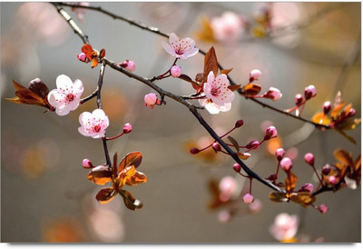 34% OFF on Multi Colors Flawers Paper Print 34% OFF on Multi Colors Flawers Paper Print