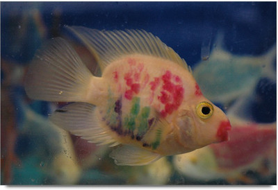 20% OFF on Jelly Fish Paper Print