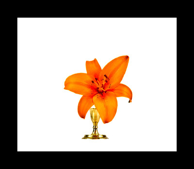 50% OFF on Lilly in Paper Print 50% OFF on Lilly in Paper Print