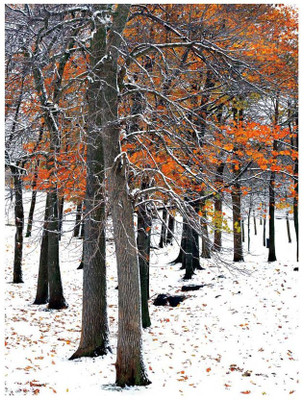 Montage - Snowfall II Fine Art Print Montage - Snowfall II Fine Art Print