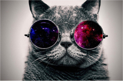 37% OFF on Spoilt - Cool Cat 3d Paper Print 37% OFF on Spoilt - Cool Cat 3d Paper Print