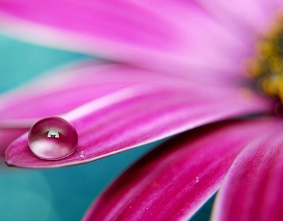 5% OFF on Wonder Images Beautiful Floral with Back Framing Canvas Art