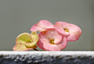 50% OFF on Colourful Flowers Canvas Art