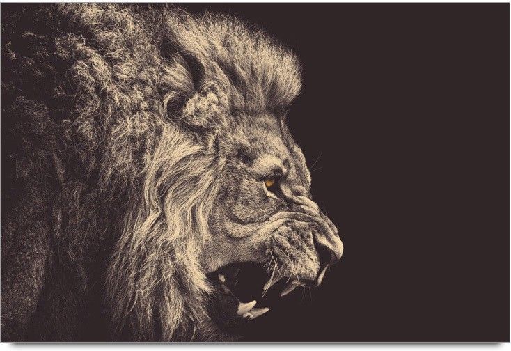53% OFF on Roaring Lion Laminated Poster Paper Print 53% OFF on Roaring Lion Laminated Poster Paper Print