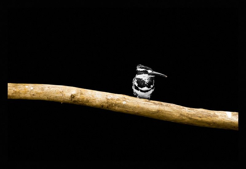 50% OFF on Kingfisher 01 Paper Print