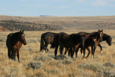 50% OFF on Horses Poster Paper Print