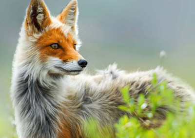 44% OFF on Fox Paper Print