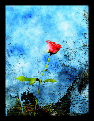 50% OFF on Rose Red Paper Print