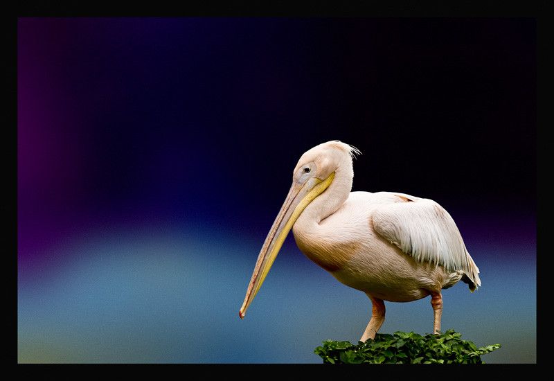 50% OFF on Pelican 02 Canvas Art