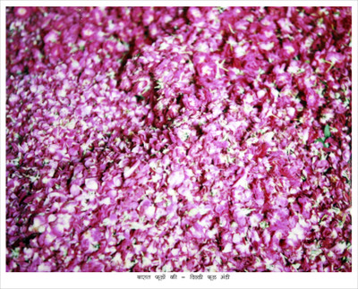 Pink Rose Print Fine Art Print