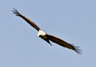 50% OFF on In Flight Canvas Art