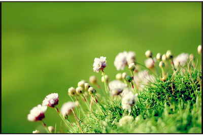 50% OFF on Flower Poster Paper Print