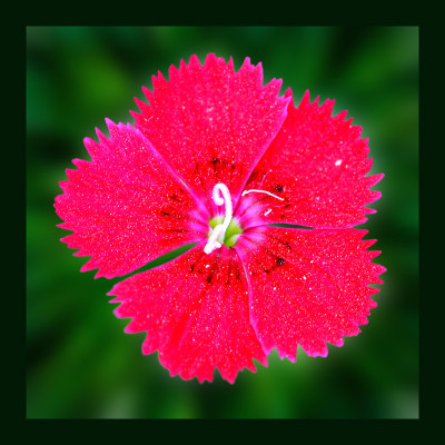 50% OFF on Bright Red Paper Print 50% OFF on Bright Red Paper Print