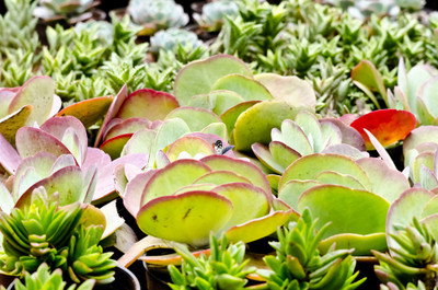 50% OFF on Colourful Flowers 115 Paper Print