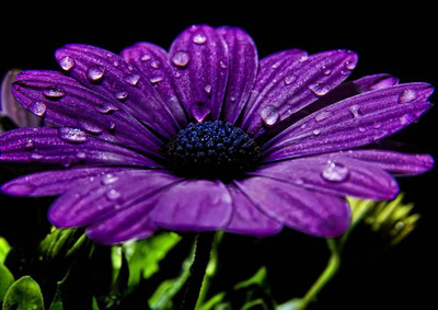 44% OFF on Dew On Flower Paper Print