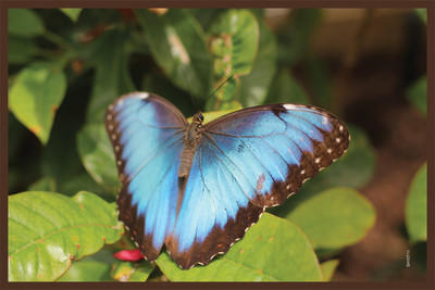 16% OFF on Shopisky Butterfly Flower Green Plant Leaf Blue Insect Paper Print