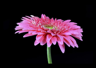 Gerbera Macro Canvas Art Gerbera Macro Canvas Art