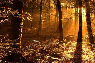 64% OFF on Nature Sunlight Photographic Paper