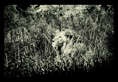 50% OFF on Lion 01 Paper Print 50% OFF on Lion 01 Paper Print