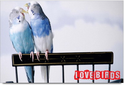 34% OFF on Amy Love Birds 3D Poster 34% OFF on Amy Love Birds 3D Poster