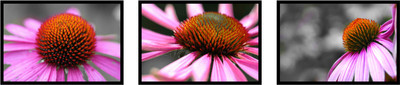 44% OFF on 3 Echinacea Flowers Posters Photographic Paper