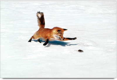 34% OFF on Amy Fantacy 3D Animal And Monstor Paper Print 34% OFF on Amy Fantacy 3D Animal And Monstor Paper Print