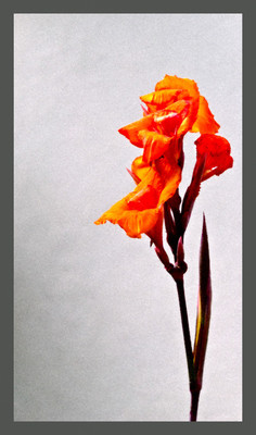 50% OFF on Beauty in Paper Print