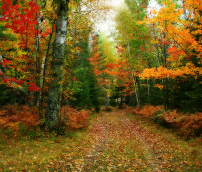 11% OFF on Wonder Images Autumn woods Scenary Art Print Canvas Art