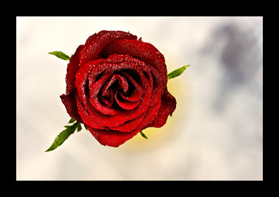 50% OFF on Rose close-up Canvas Art