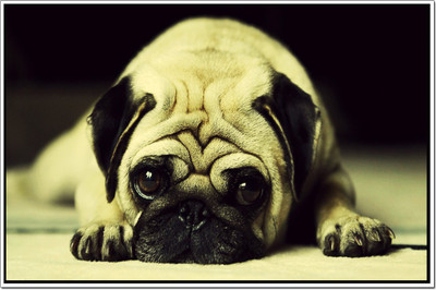 50% OFF on Dogs Poster Paper Print 50% OFF on Dogs Poster Paper Print