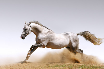 37% OFF on White Running Horse Poster Paper Print