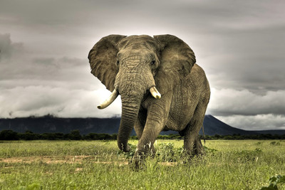 31% OFF on African Elephant Paper Print 31% OFF on African Elephant Paper Print