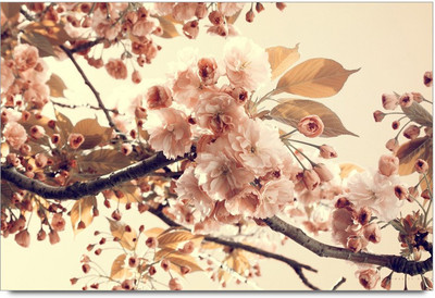 53% OFF on Pink Blossom Flower Branches Laminated Poster Paper Print